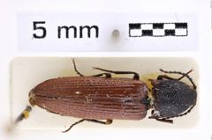 Foto (Dorsalansicht) von Melanotus microaugustus (Platia & Schimmel, 2001) (NHMW-ZOO-COL-0007672)